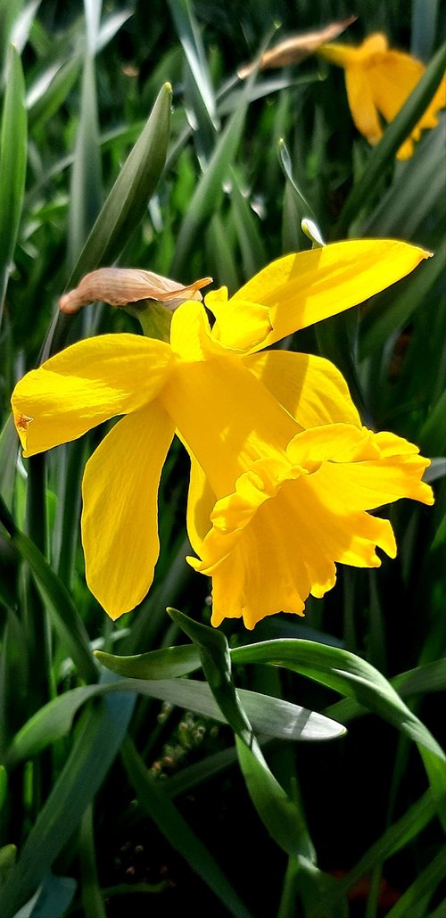 narcissus  flowers  jellow