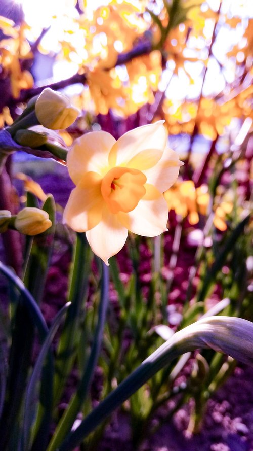 narcissus  flower  garden