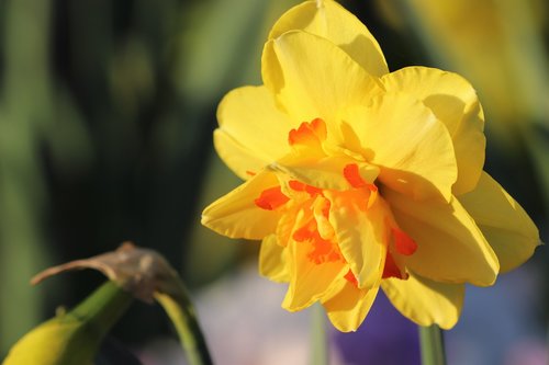narcissus  spring  flower