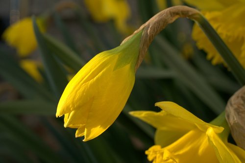 narcissus  daffodil  yellow