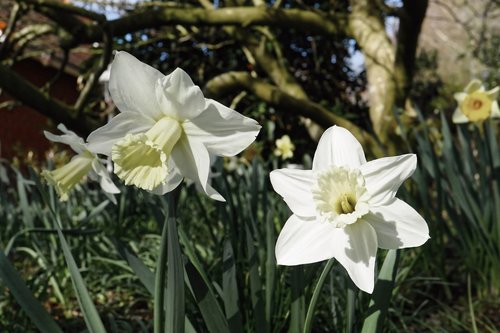 narcissus  white  white daffodil