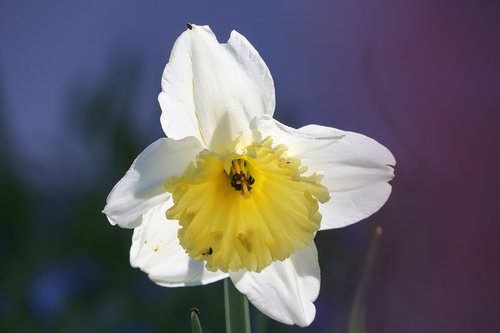 narcissus  white  light on