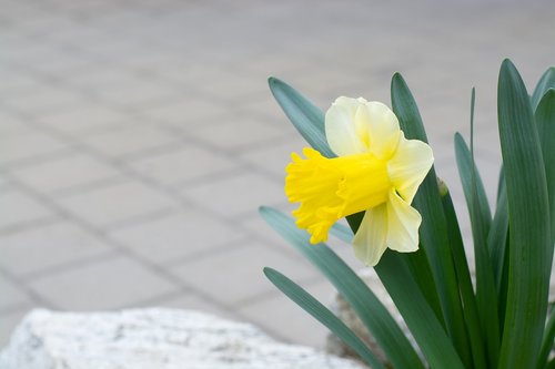 narcissus  yellow  spring