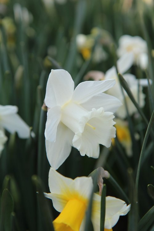 narcissus  narcissus white  spring