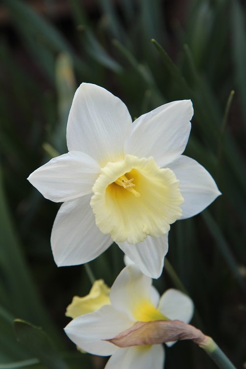 narcissus  narcissus white yellow  flowering