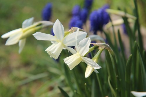 narcissus  flowering  spring