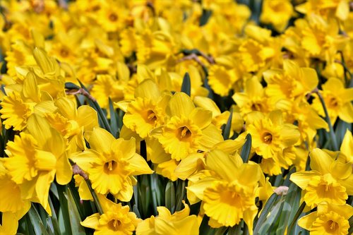 narcissus  blossom  bloom