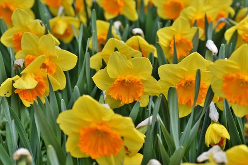 narcissus  blossom  bloom