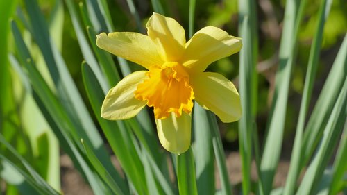 narcissus  daffodil  flower