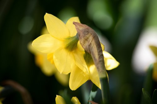 narcissus  flower  blossom