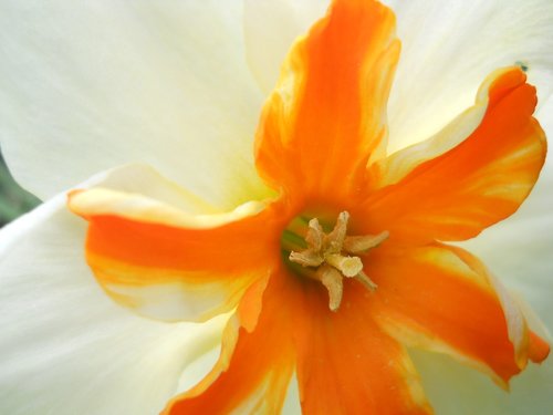 narcissus  orange  macro