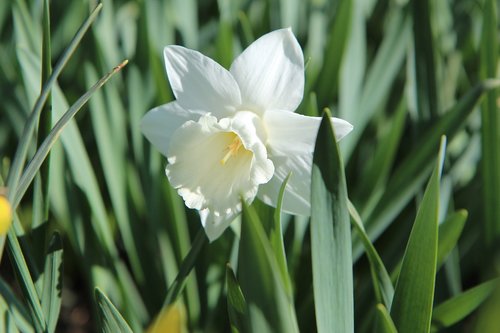 narcissus  flowers  spring