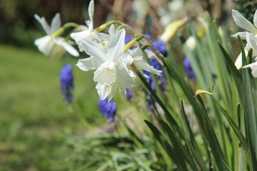 narcissus  flowers  spring