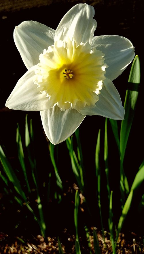 narcissus  flower  white