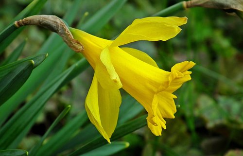 narcissus  flower  yellow