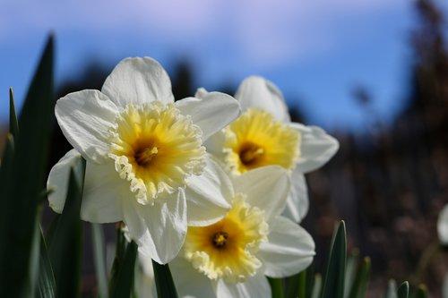 narcissus  daffodil  flower bed
