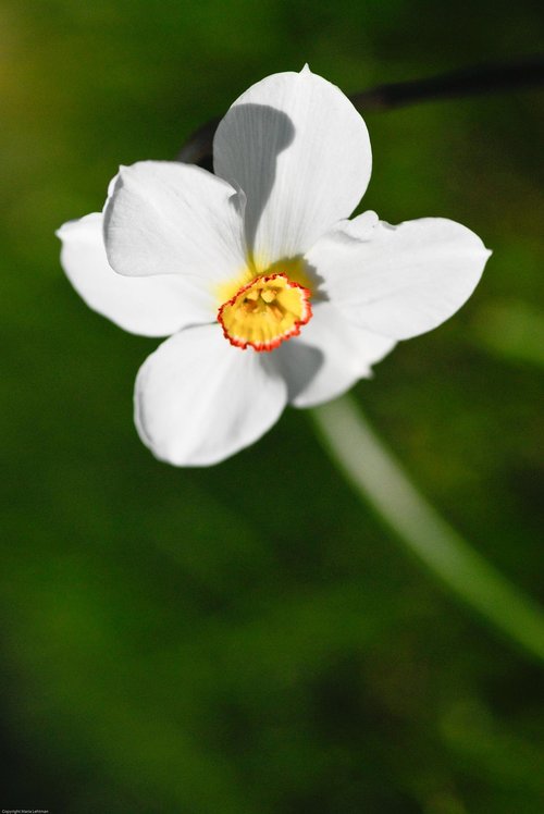 narcissus  flower  flowers