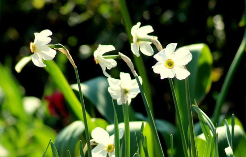 narcissus  daffodils  spring flowers