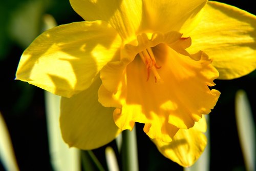 narcissus  blossom  bloom