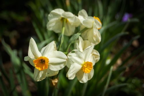 narcissus flower orchis