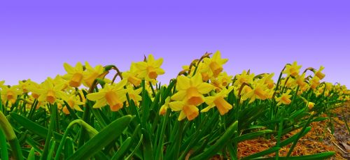 narcissus field daffodil