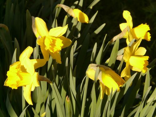 narcissus daffodil flower