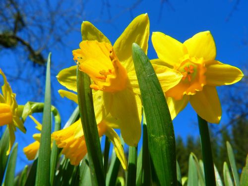 narcissus daffodil flower