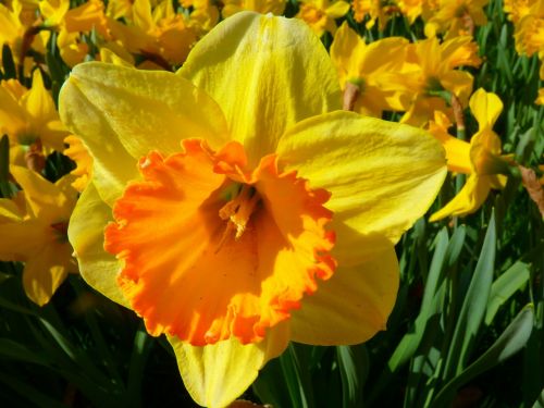 narcissus daffodil flower