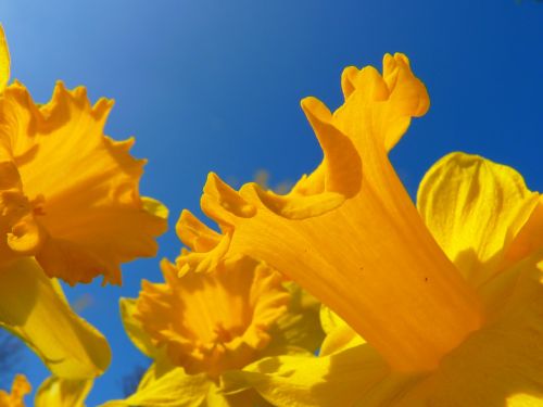 narcissus daffodil flower