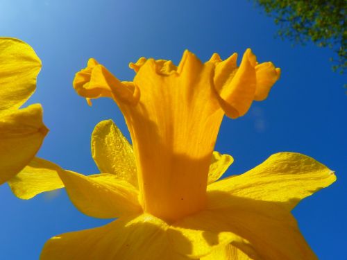 narcissus daffodil flower