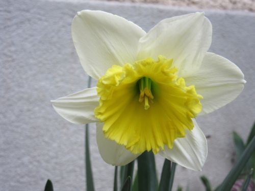 narcissus blossom bloom