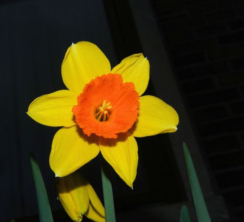 narcissus daffodil blossom