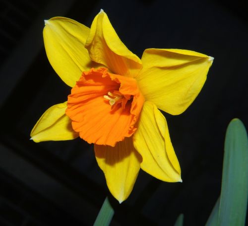 narcissus daffodil blossom