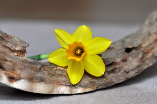 narcissus flower spring flower