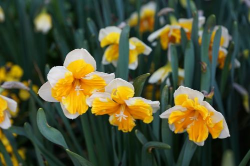narcissus flowers yellow