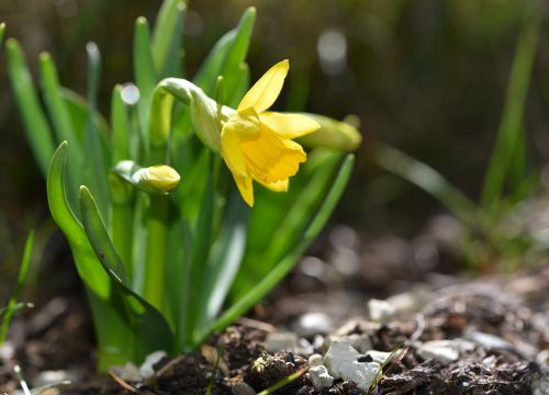 narcissus spring flower plant