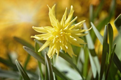 narcissus flower blossom