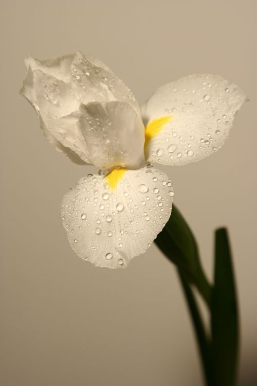 narcissus white flower