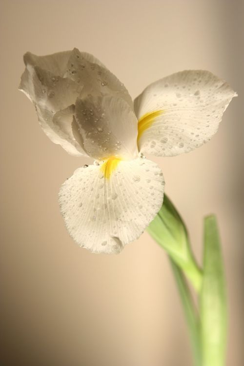 narcissus white flower