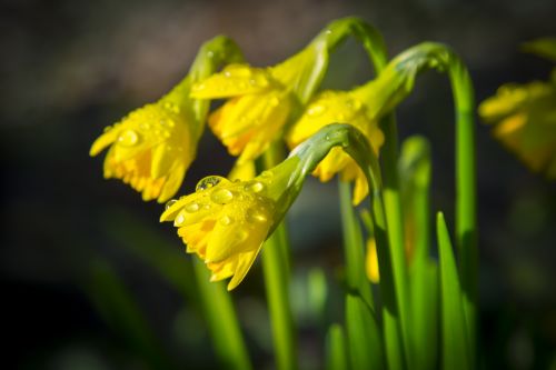 Narcissus Flowers