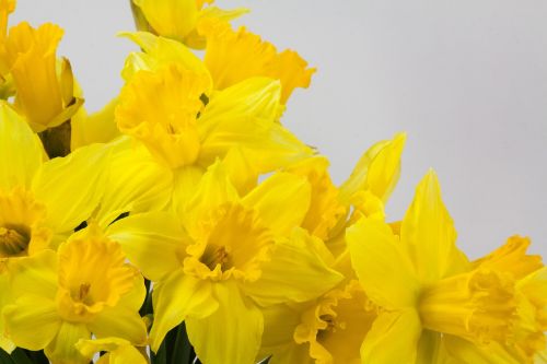 narcissus pseudonarcissus daffodil bouquet