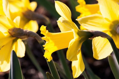 narcissus pseudonarcissus daffodil ostergloeckchen