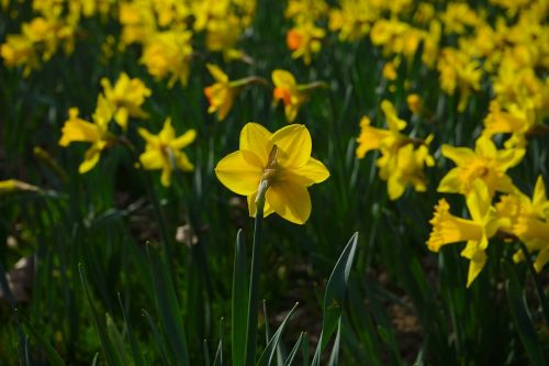 narcissus pseudonarcissus daffodil flower