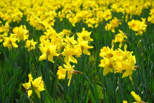 narcissus pseudonarcissus daffodil flower