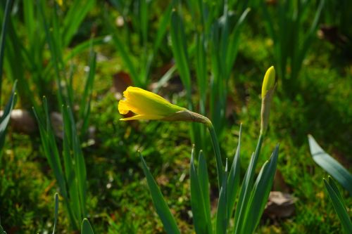 narcissus pseudonarcissus daffodil flower