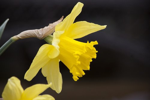narcissus pseudonarcissus  daffodil  nature