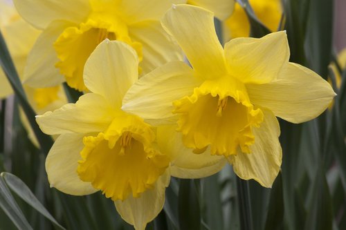 narcissus pseudonarcissus  daffodil  nature