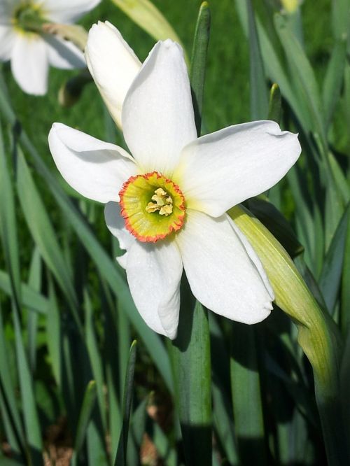 narcissus recurvus spring flower