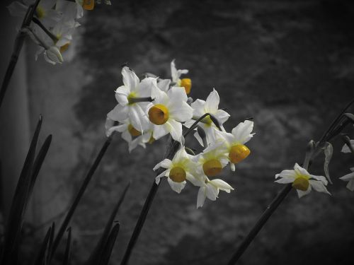 narcissus tazetta daffodil flower