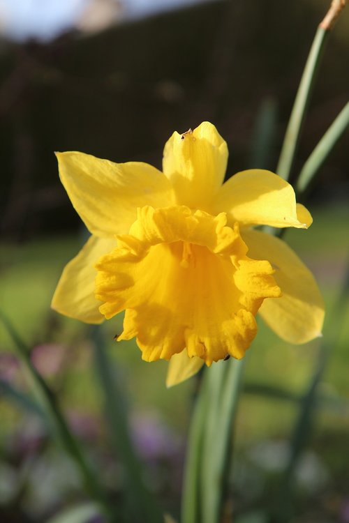 narcissus yellow  narcissus  yellow flower